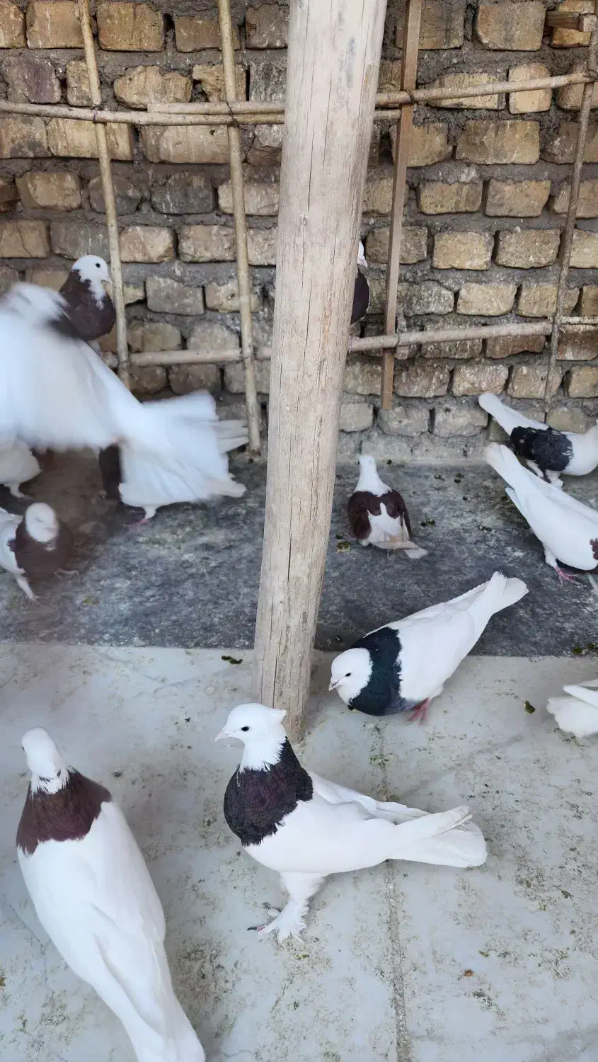کبوتر طوقی|پرنده|یزد, |دیوار