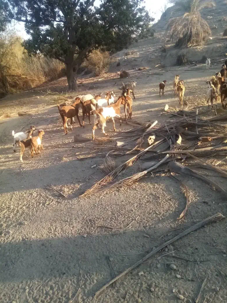 فروش بز به صورت یکجا و تکی|حیوانات مزرعه|میناب, |دیوار