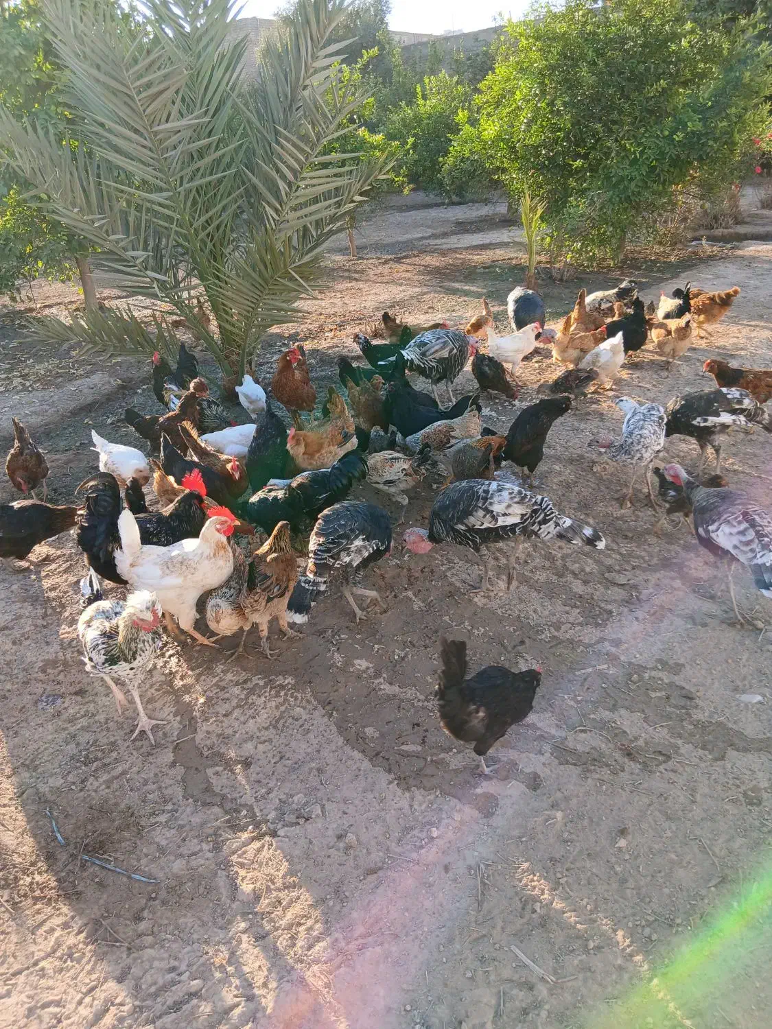 مرغ خروس و بوقلمون|حیوانات مزرعه|دزفول, |دیوار