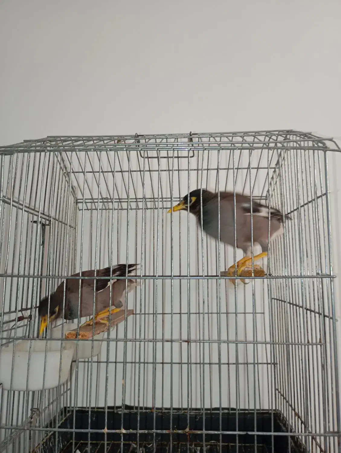 مرغ مینا|پرنده|ساری, |دیوار