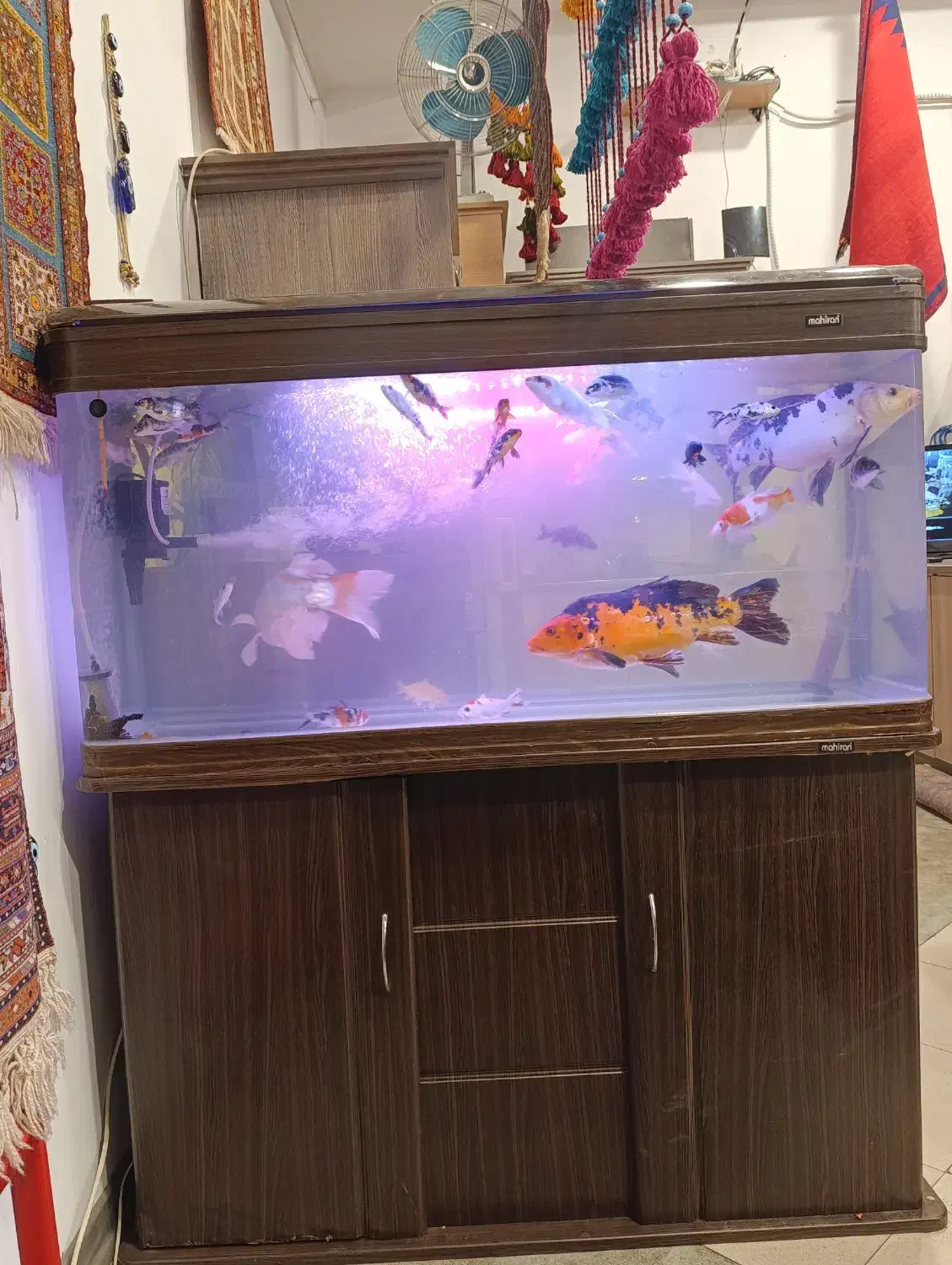 آکواریوم ۱۲۰ ماهیران با کمد|ماهی|تهران, ونک|دیوار