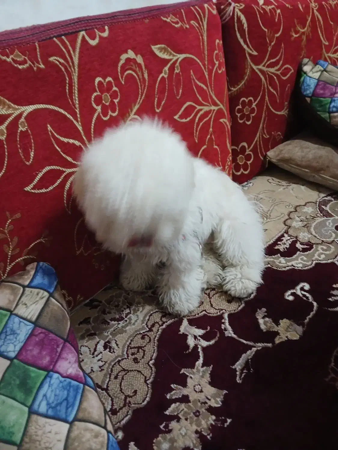 سگ فریزی|سگ|ماهدشت, |دیوار