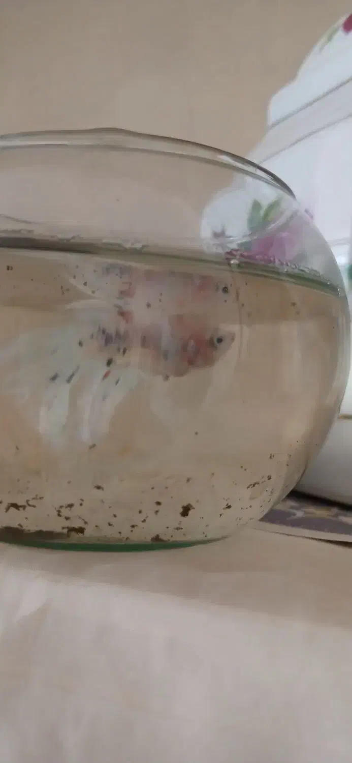 دو جفت ماهی فایتر کلکسیونی کمیاب|ماهی|مشهد, سازمان آب|دیوار