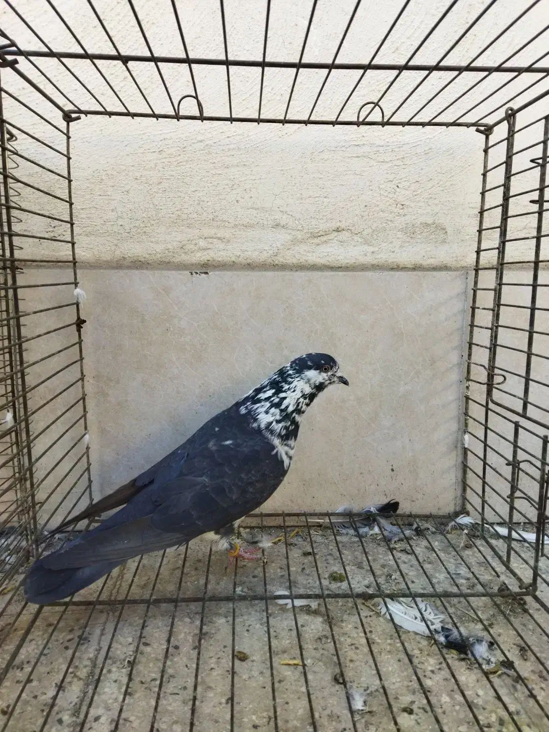 کبوتر|پرنده|ری, شهرک نظامی|دیوار