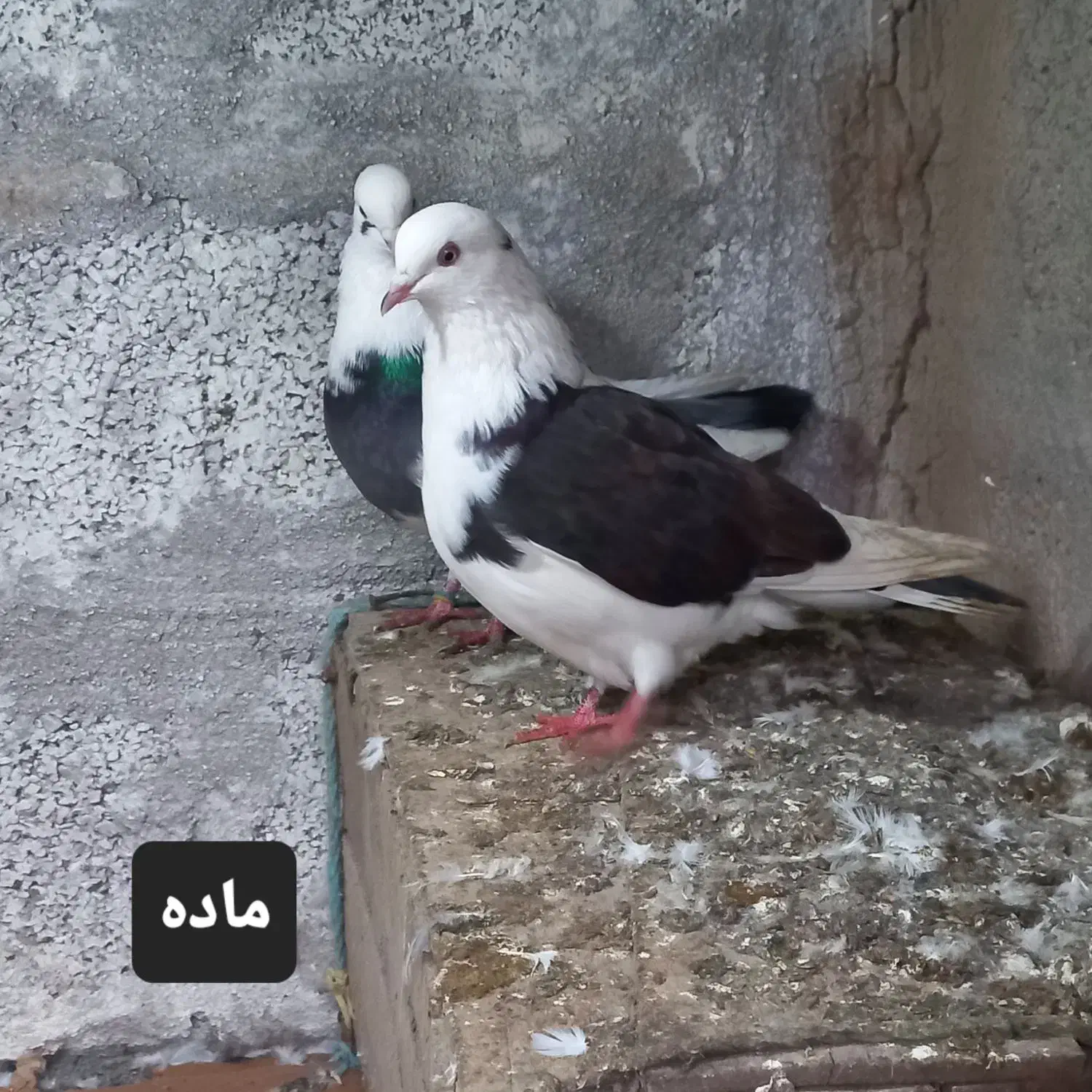 کبوتر زینتی و معمولی|پرنده|رودسر, |دیوار