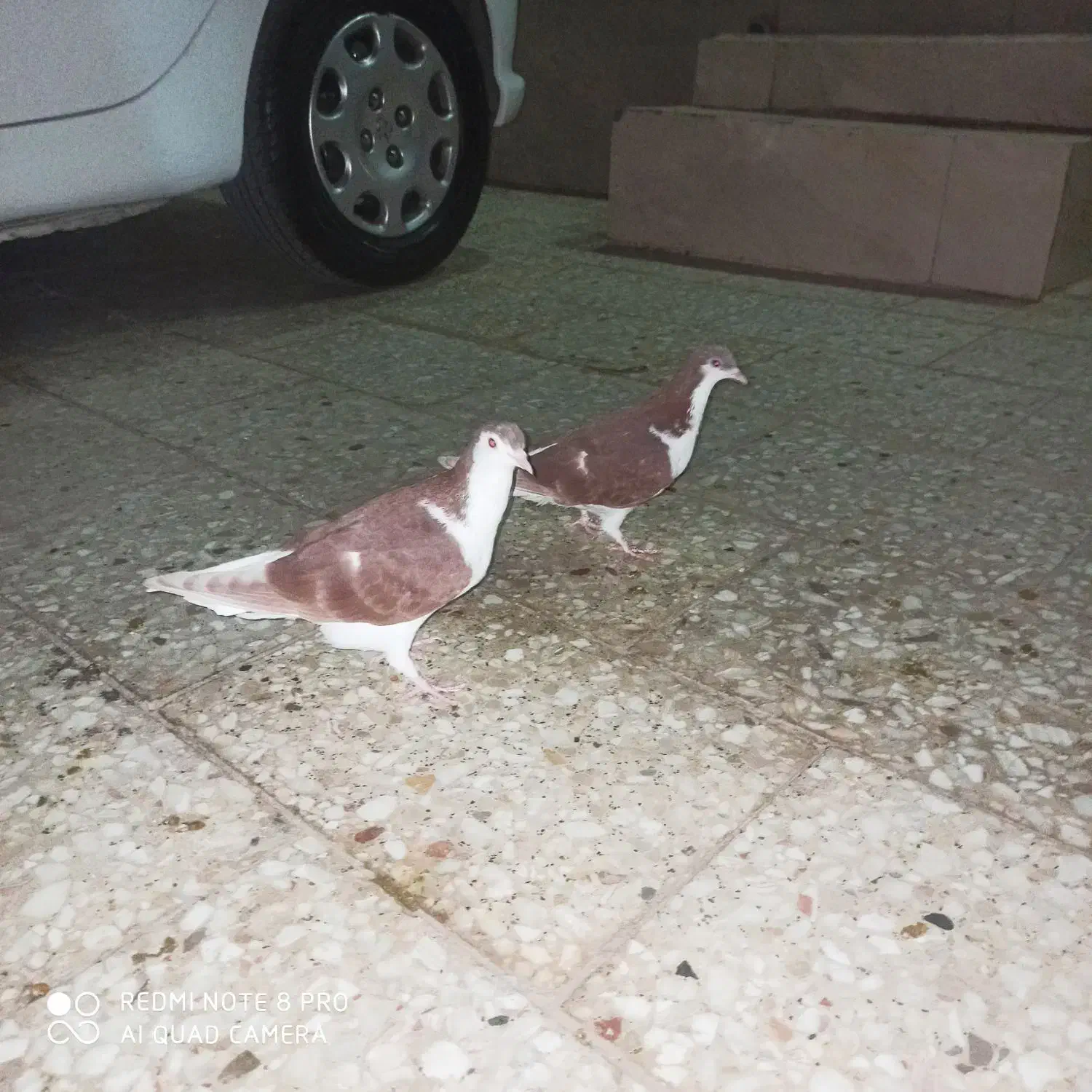 ک بو تر|پرنده|رضویه, |دیوار