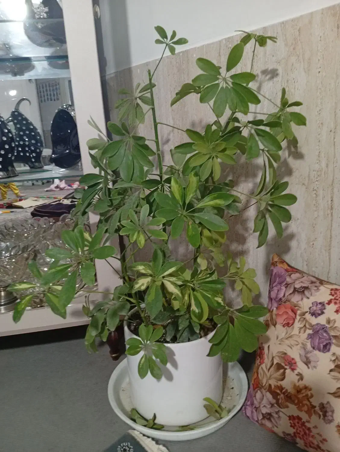 گل شفلر|گل و گیاه طبیعی|سبزوار, شرق کال شمالی|دیوار