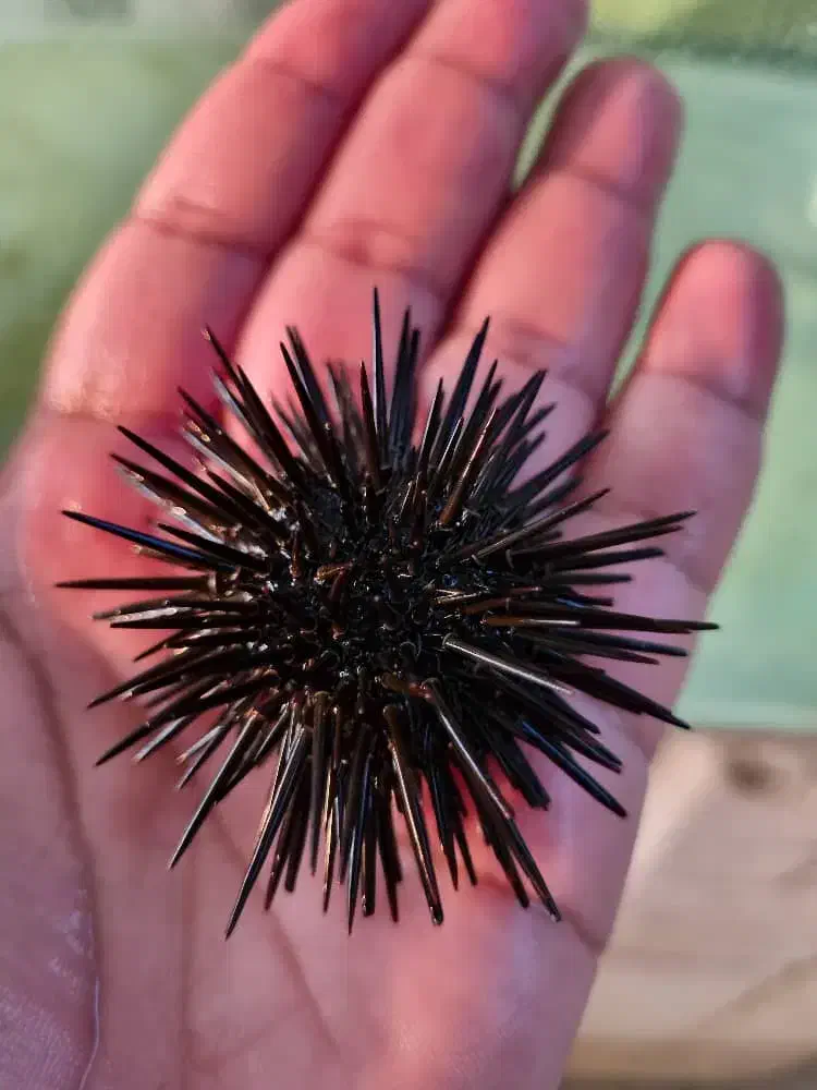 Ab sh orشقایق موکتی و کلارکی ابشورmm|ماهی|تهران, جوادیه تهرانپارس|دیوار