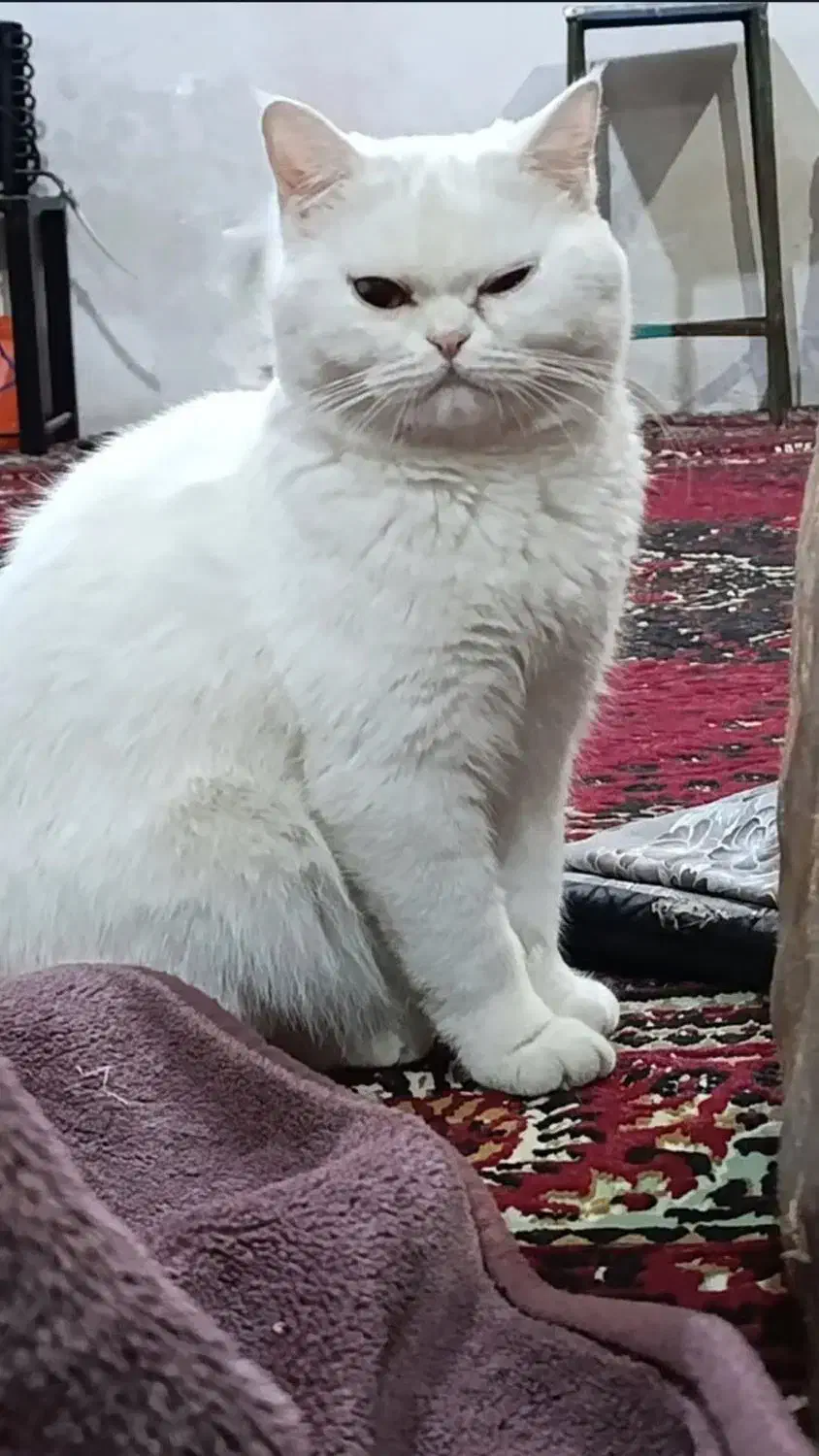 گربه|گربه|سبزوار, گلشن|دیوار