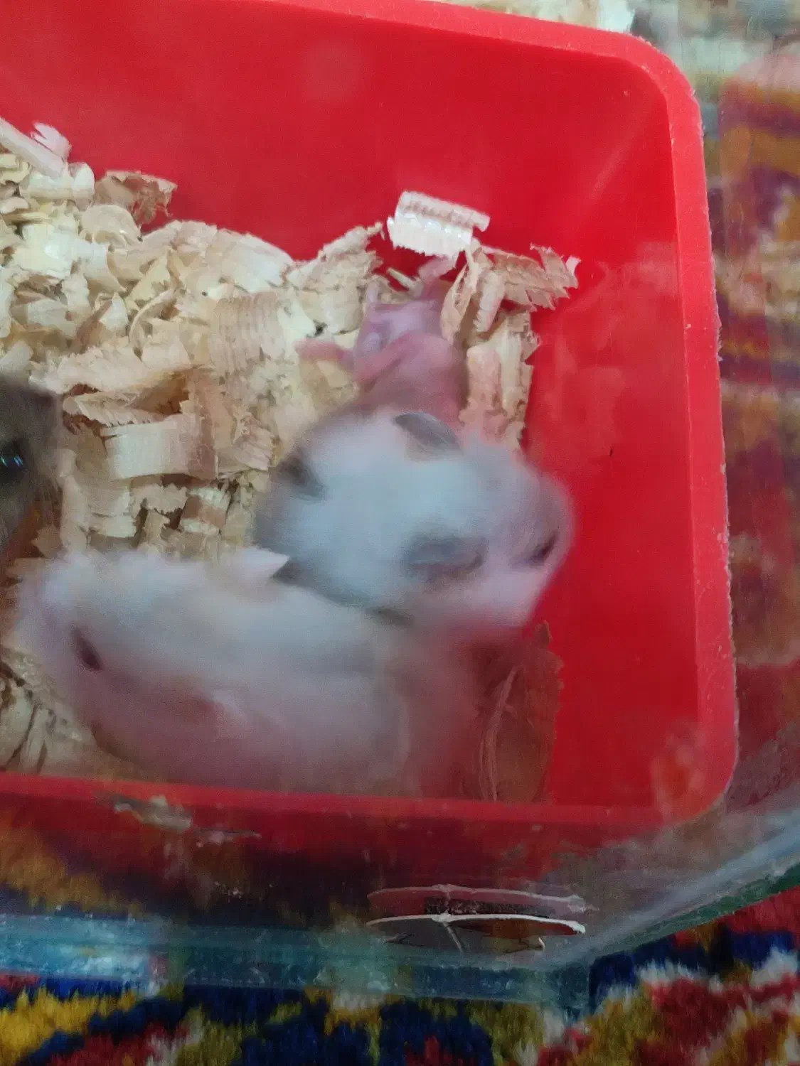 همستر|موش و خرگوش|کرمانشاه, |دیوار