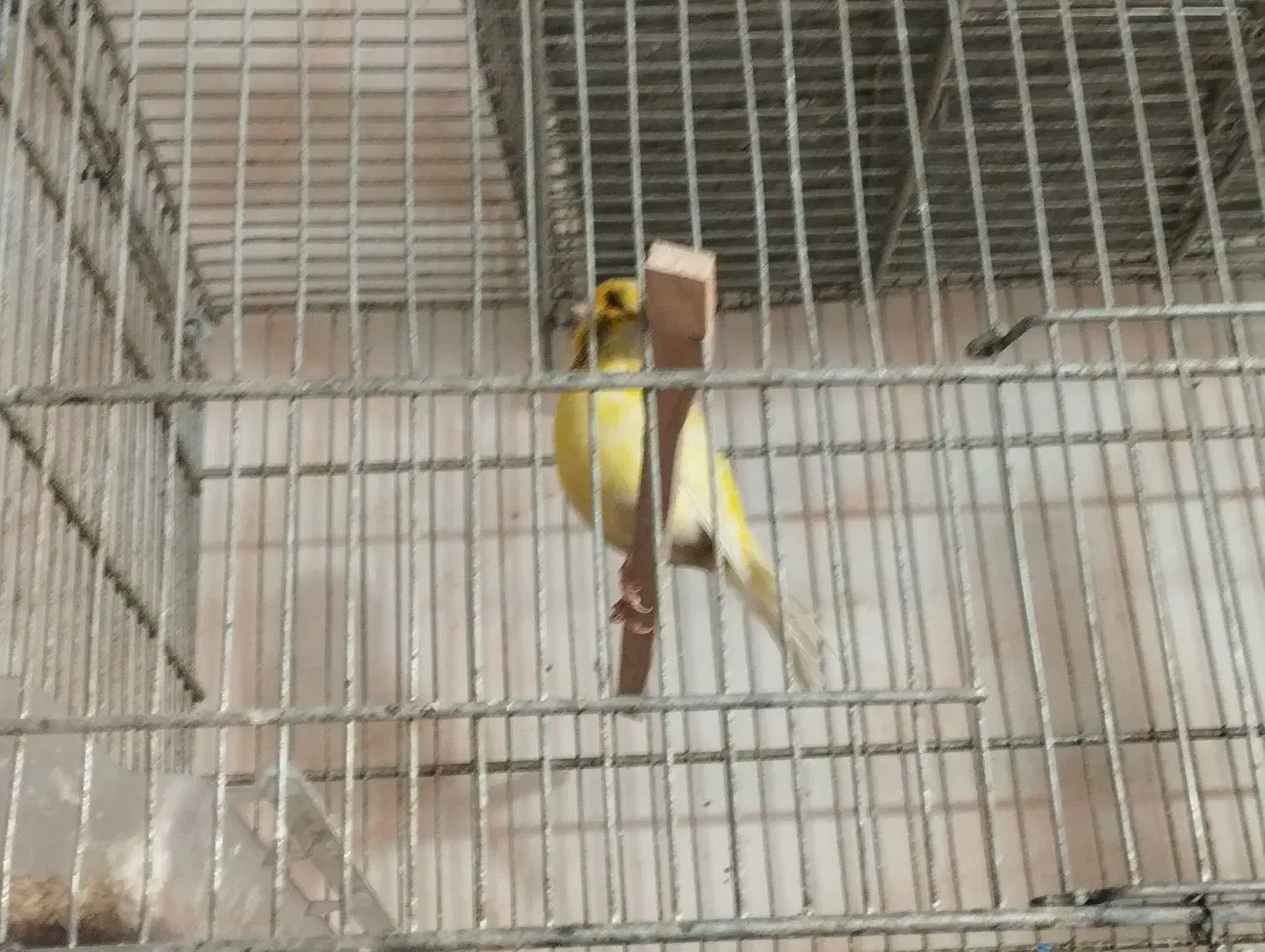 قناری اوپال اصل|پرنده|پاکدشت, پاکدشت (مامازند)|دیوار