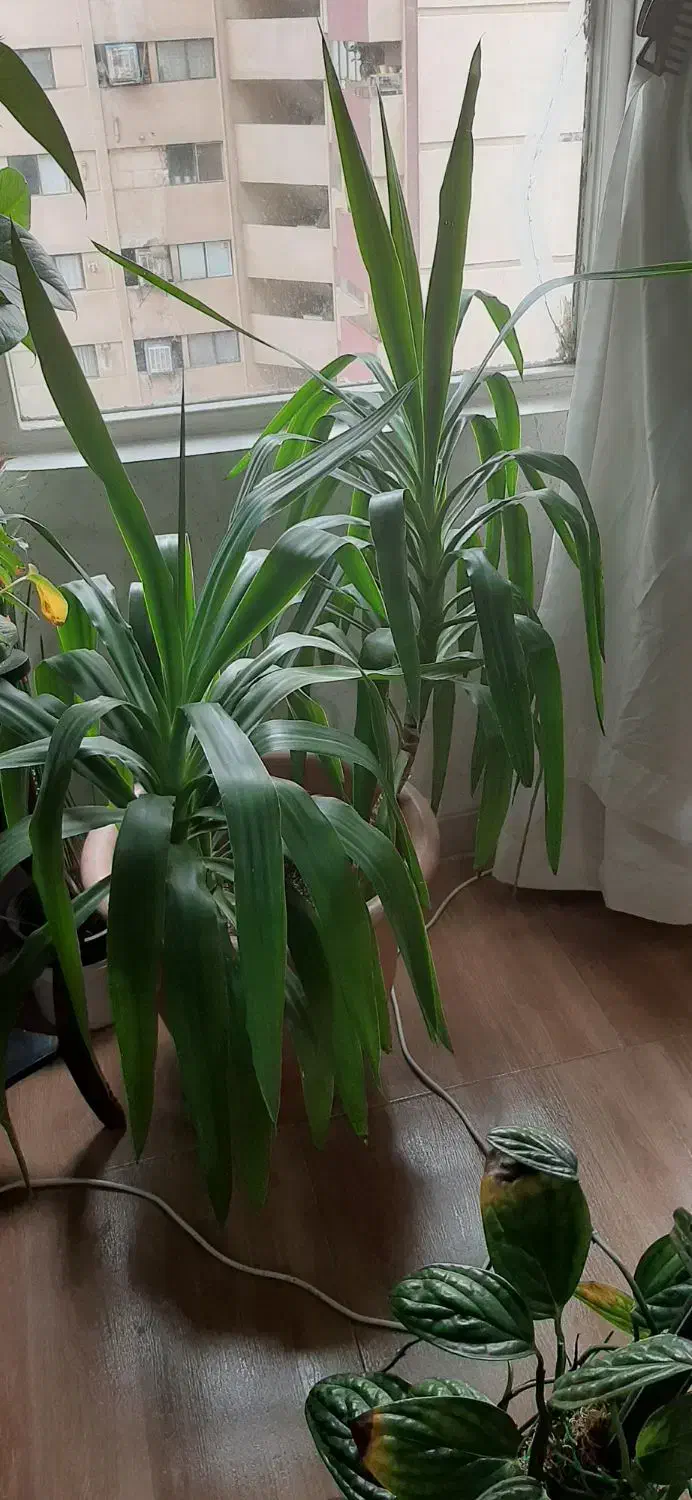 گل طبیعی|گل و گیاه طبیعی|تهران, قصر فیروزه ۲|دیوار