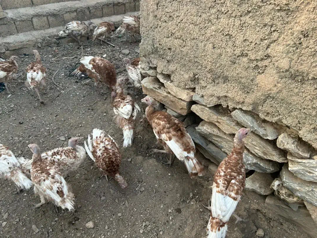 بوقلمون قرمز زیر قیمت|حیوانات مزرعه|بانه, |دیوار