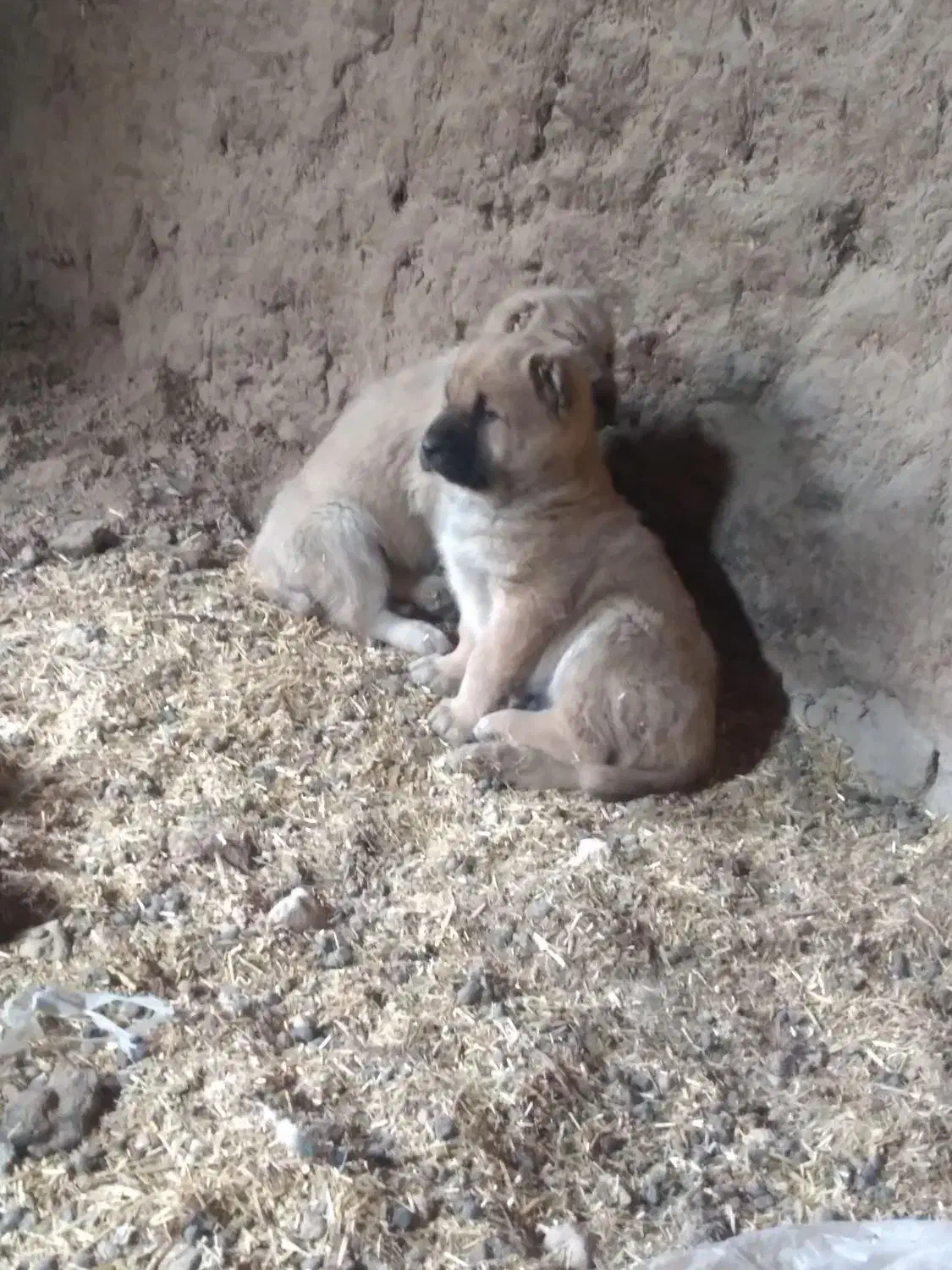 مرغ س گ|پرنده|تربت جام, شهید غلام زاده|دیوار