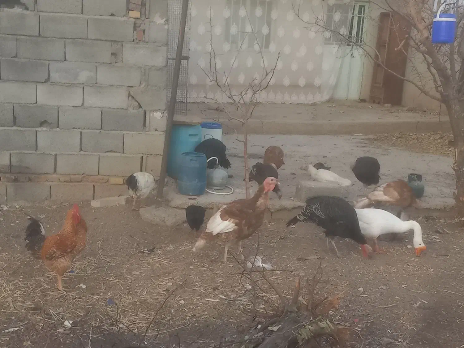 مرغ خروس بوقلمون|حیوانات مزرعه|هریس, |دیوار