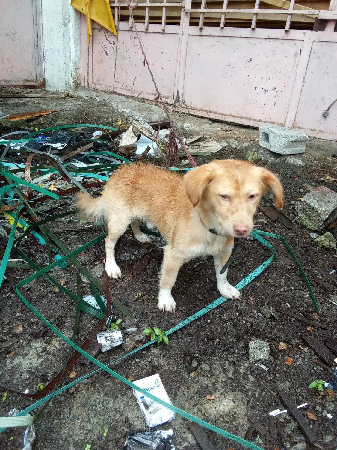 سگ پا کوتاه|سگ|تالش, تالش|دیوار