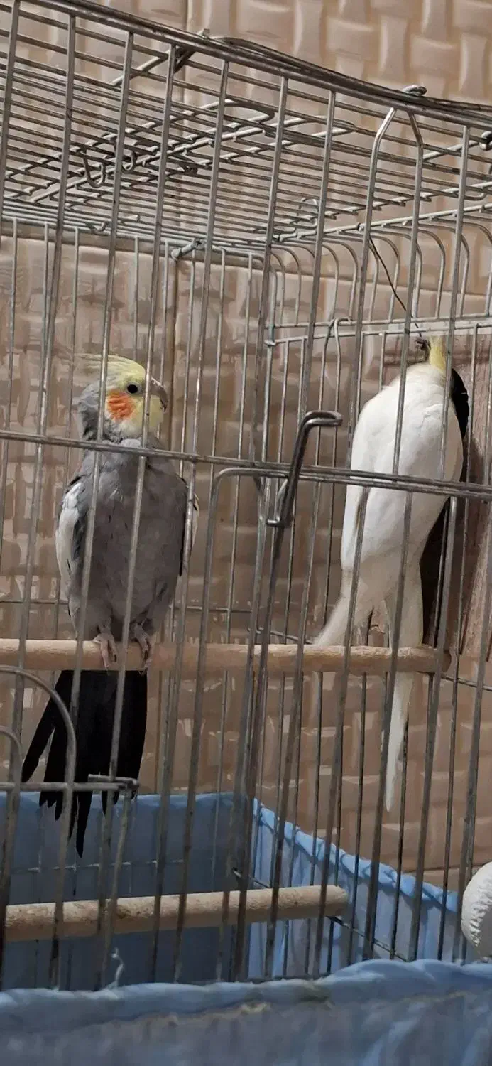 عروس هلندی مولد|پرنده|ری, شهید غیوری (ابن باویه)|دیوار