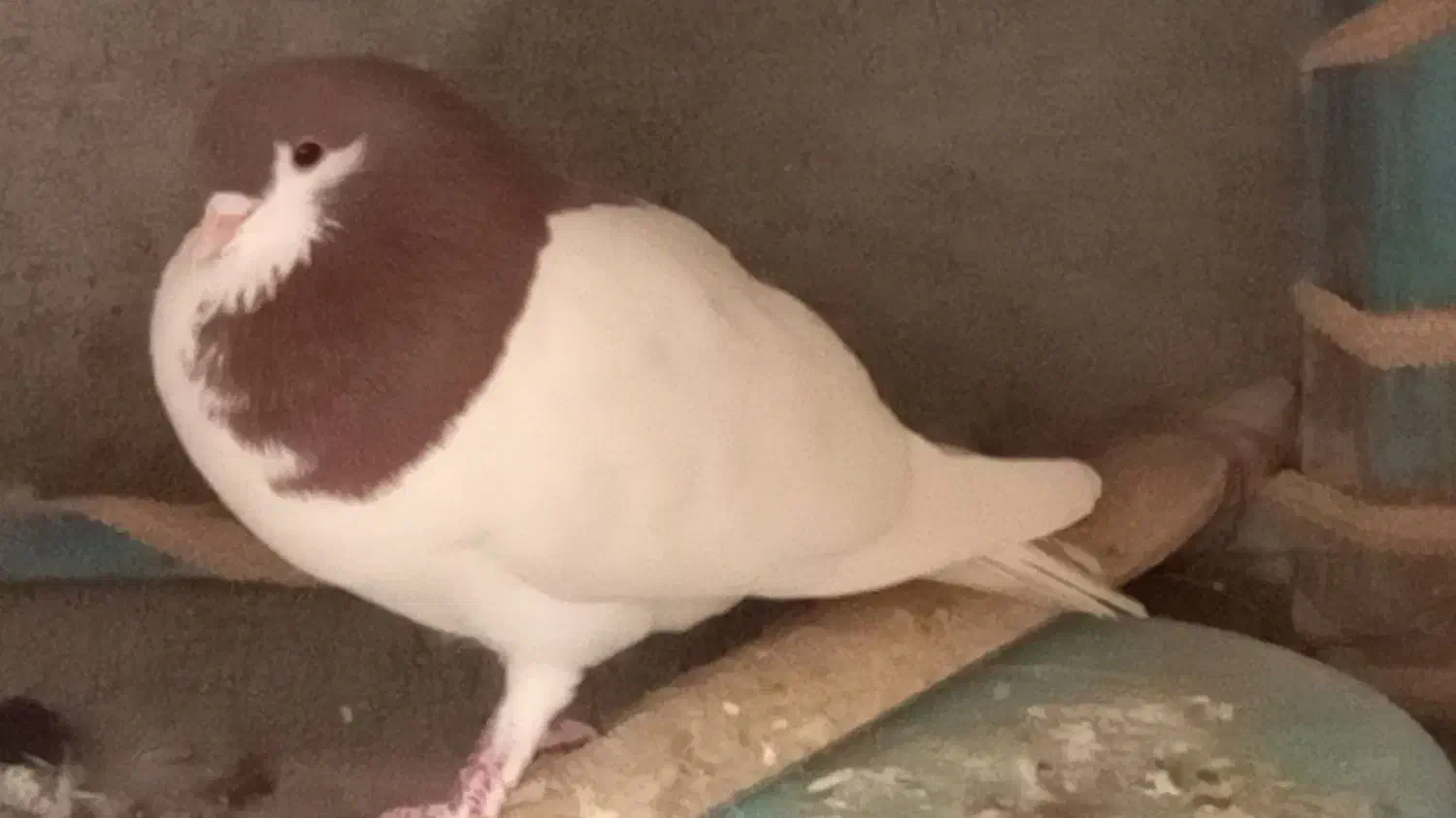 فروش حیوانات خانگی|پرنده|درح, |دیوار