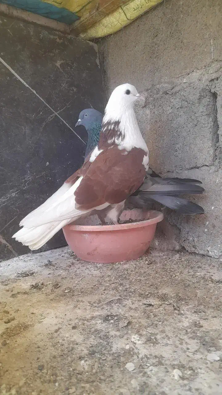 کبوتر فروشی|پرنده|مینودشت, |دیوار