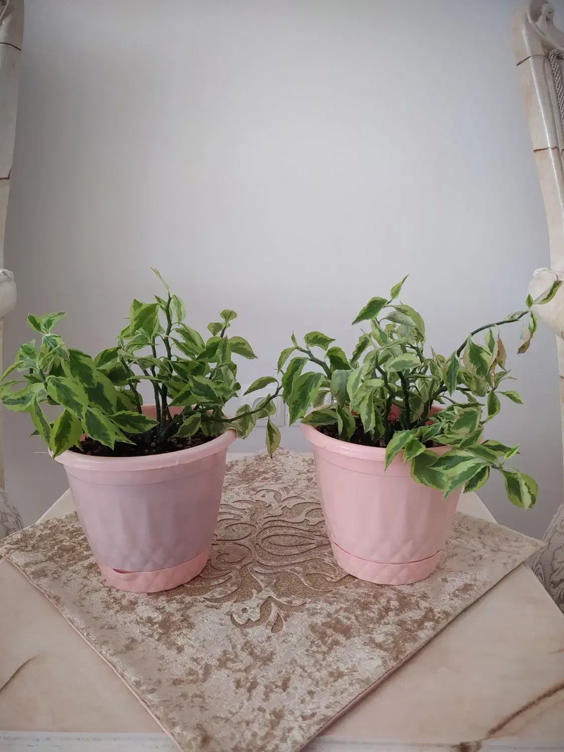 چند مدل گل آپارتمانی|گل و گیاه طبیعی|کرمانشاه, |دیوار