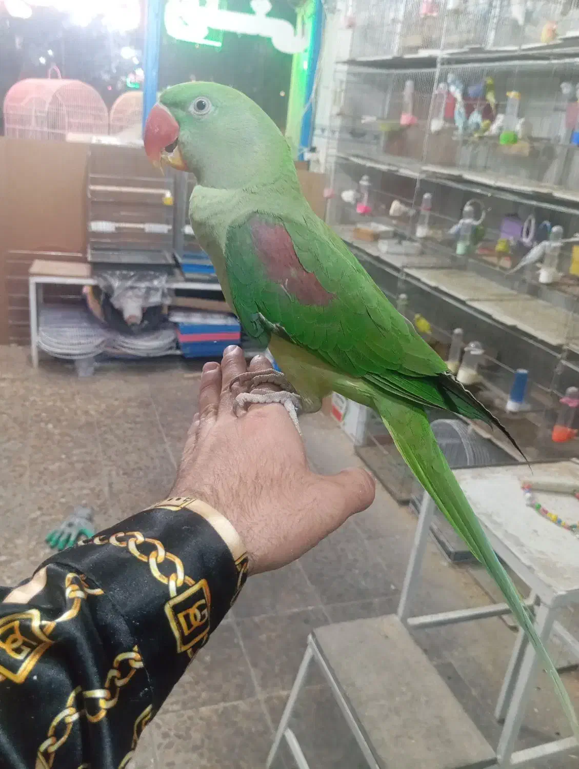 شاه طوطی اهلی سخنگو|پرنده|تبریز, |دیوار