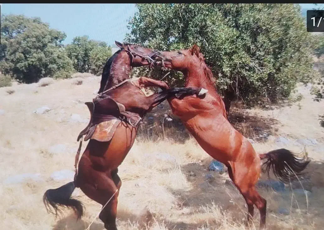 اسب نریون سرو دم گیر پرخون|اسب و تجهیزات اسب‌سواری|دوگنبدان, |دیوار