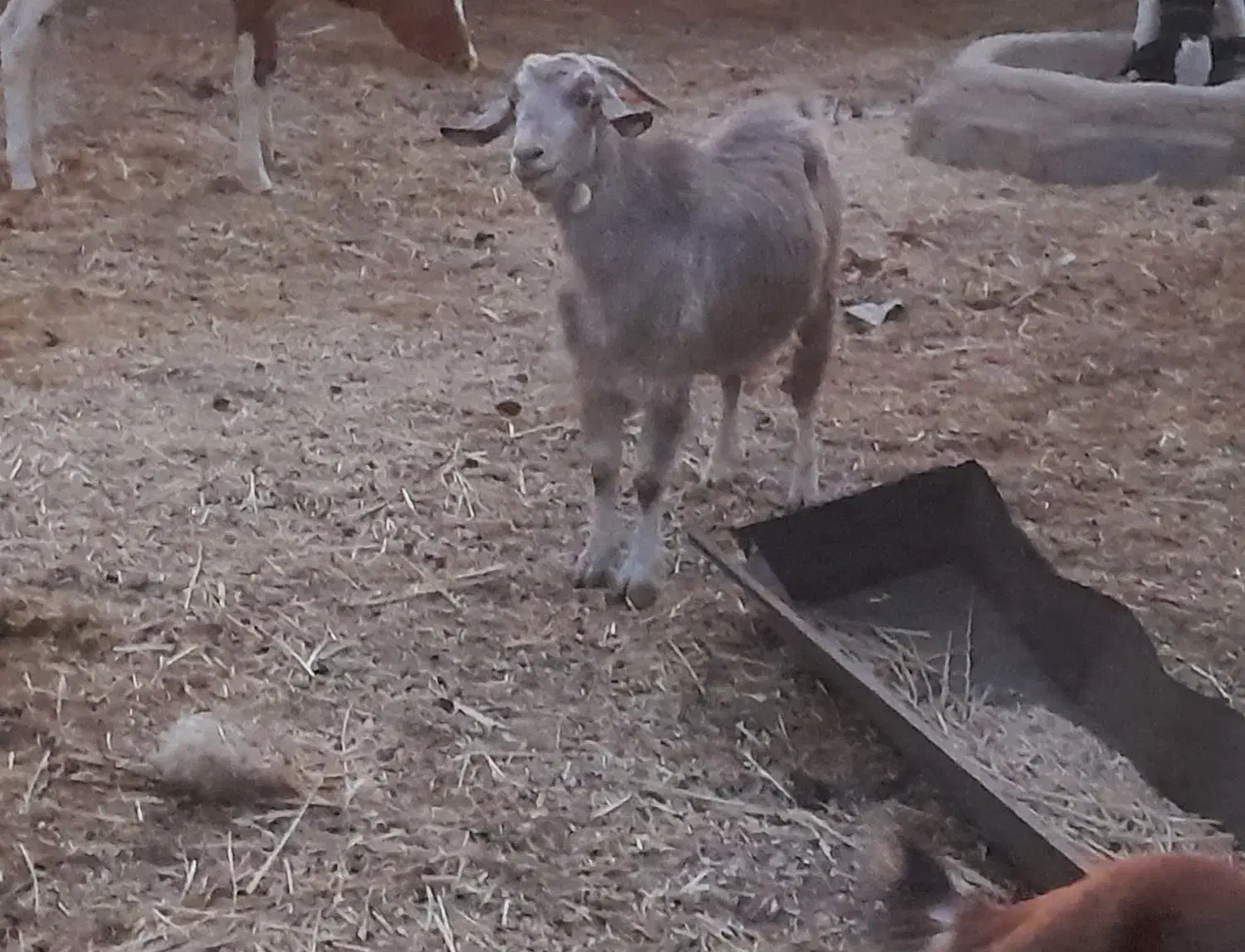 دوتا بز|حیوانات مزرعه|حمیدیه, |دیوار