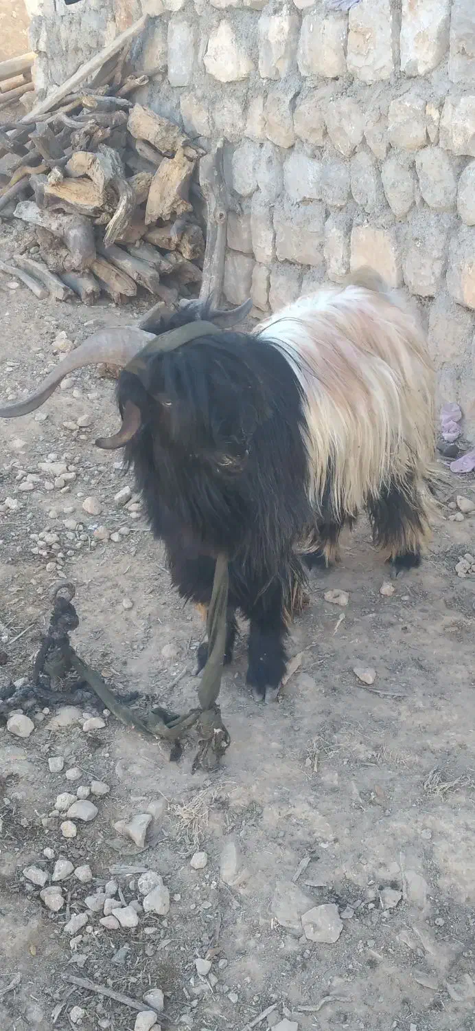 بهده سرحال|حیوانات مزرعه|اندیکا, |دیوار