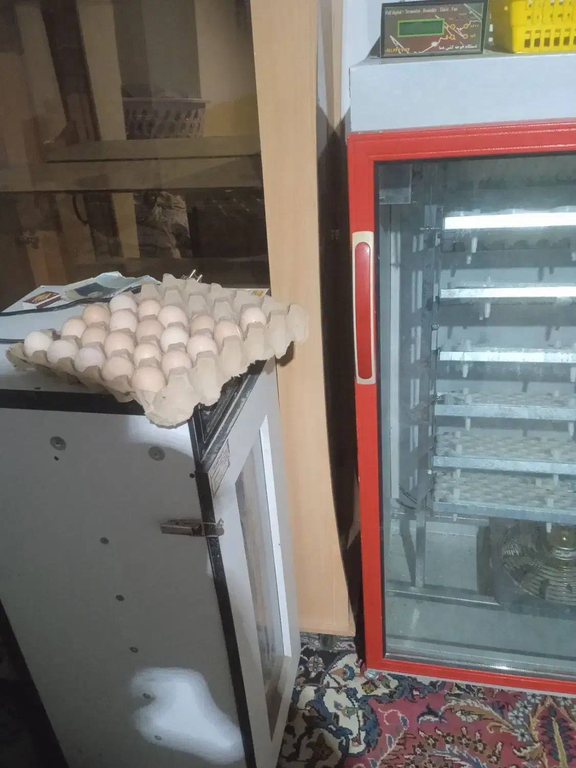 تخم مرغ محلی|حیوانات مزرعه|راز وجرگلان, |دیوار