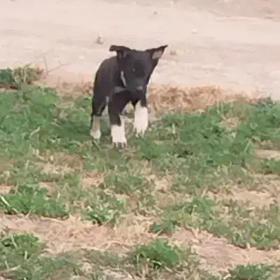 ژرمن وورک فقط 500 معاوضه با پرنده|سگ|اصفهان, سعادتآباد|دیوار