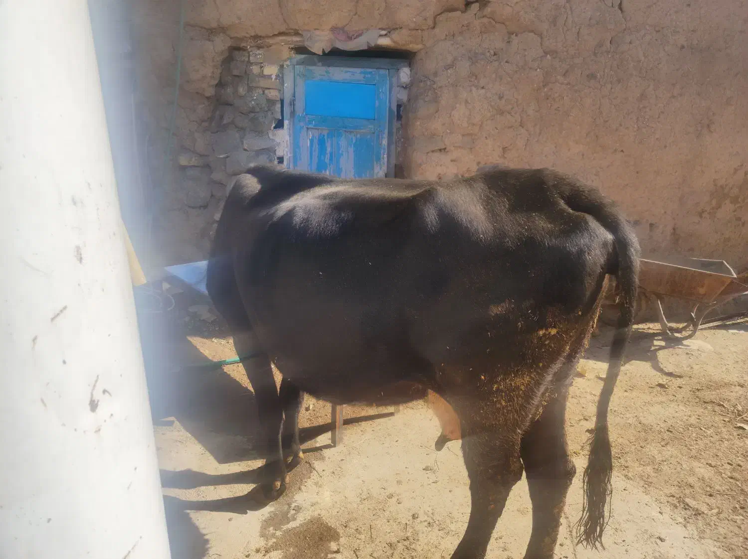 کاو سیمینتال|حیوانات مزرعه|بیلوار, |دیوار