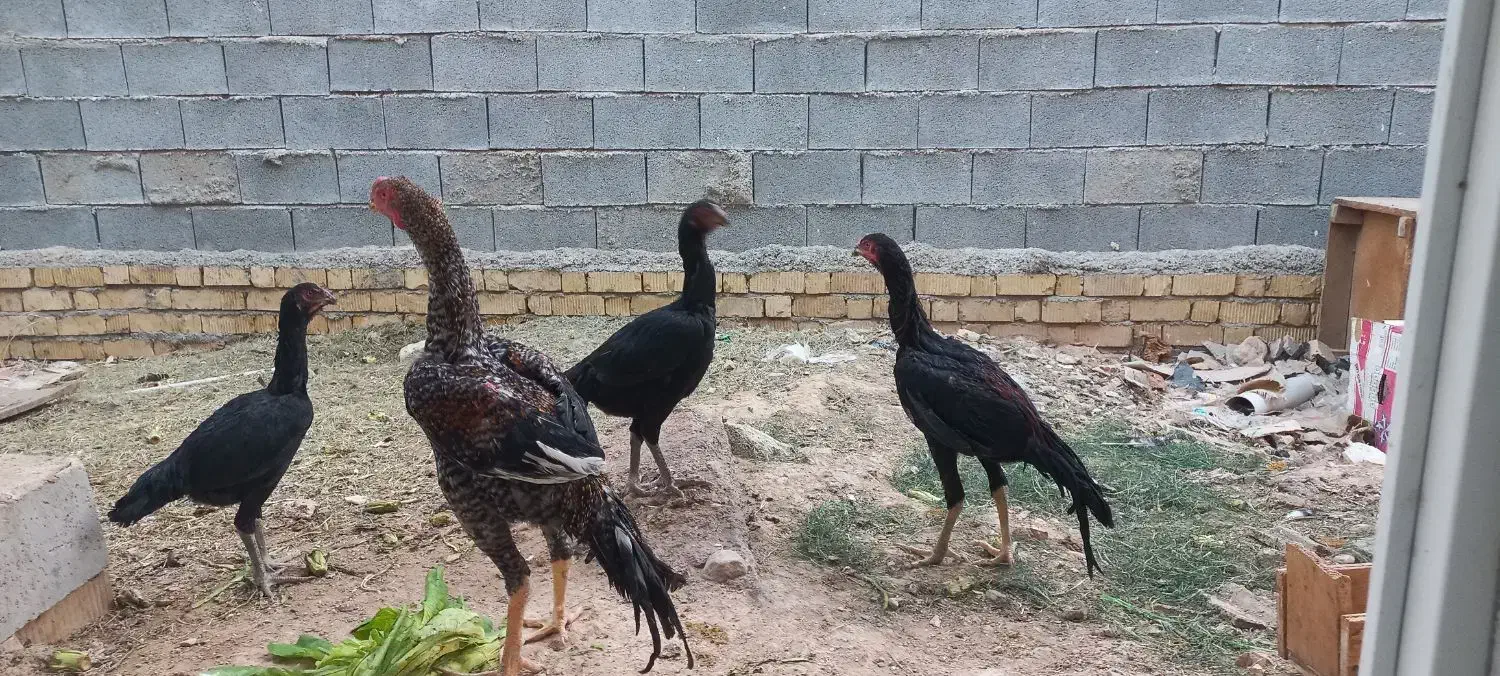 مرغ وخروس لاری اصل|حیوانات مزرعه|شیراز, جمال آباد|دیوار