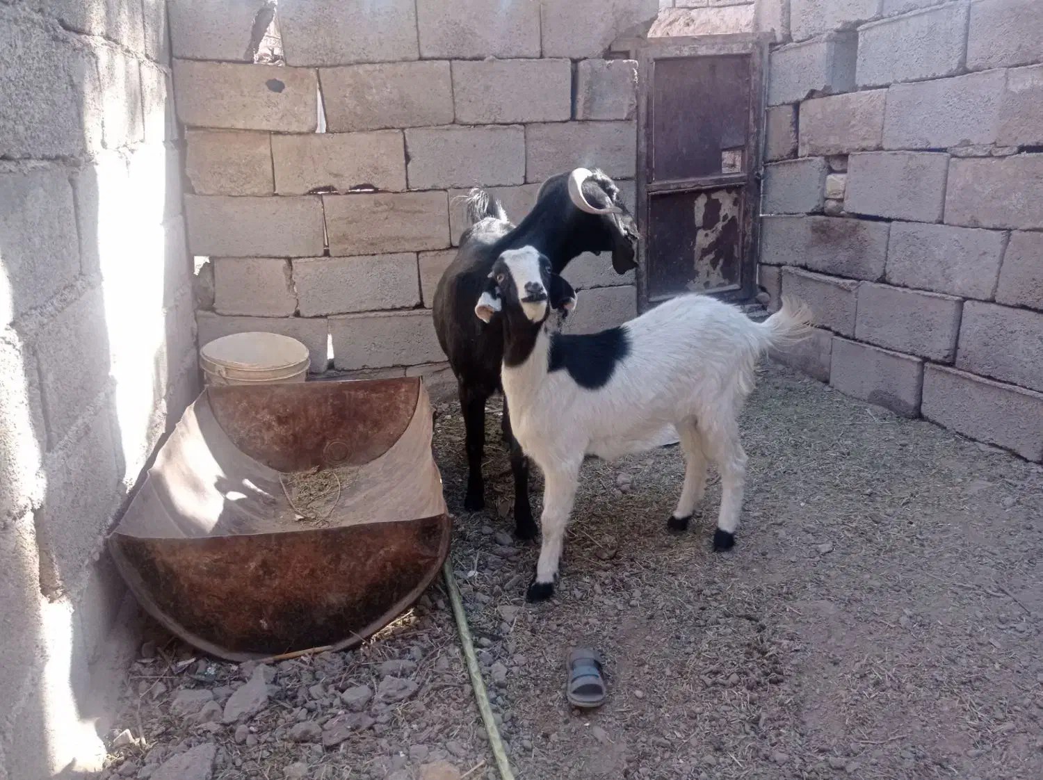 12222|حیوانات مزرعه|گلباف, |دیوار