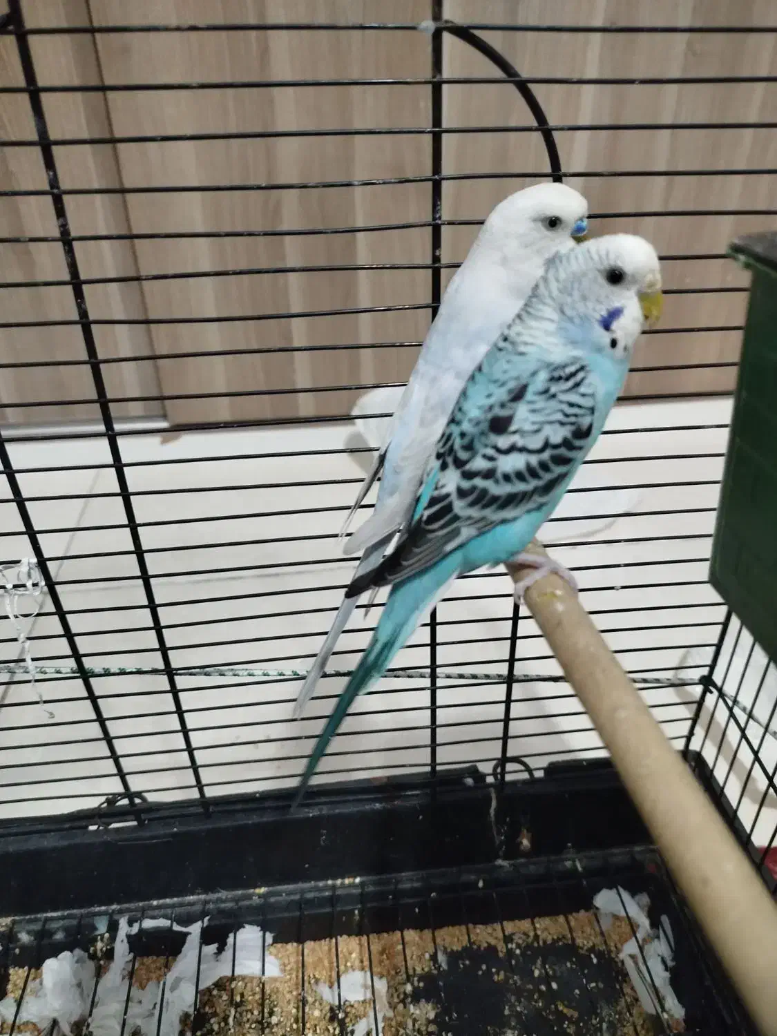 مرغ عشق انگلیسی|پرنده|محمدشهر, ولدآباد|دیوار