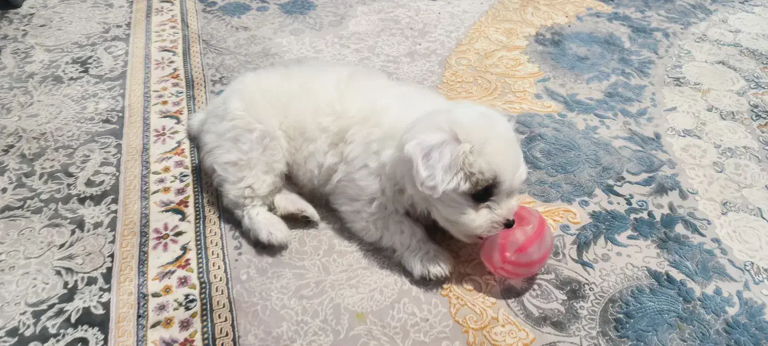 فروش سگ میکس شیتزو پامرانین|سگ|کرمان, |دیوار