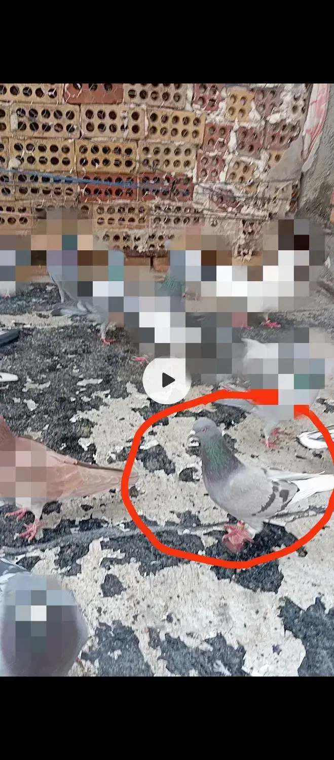 کبوتررفتنی|پرنده|محمدبار, |دیوار