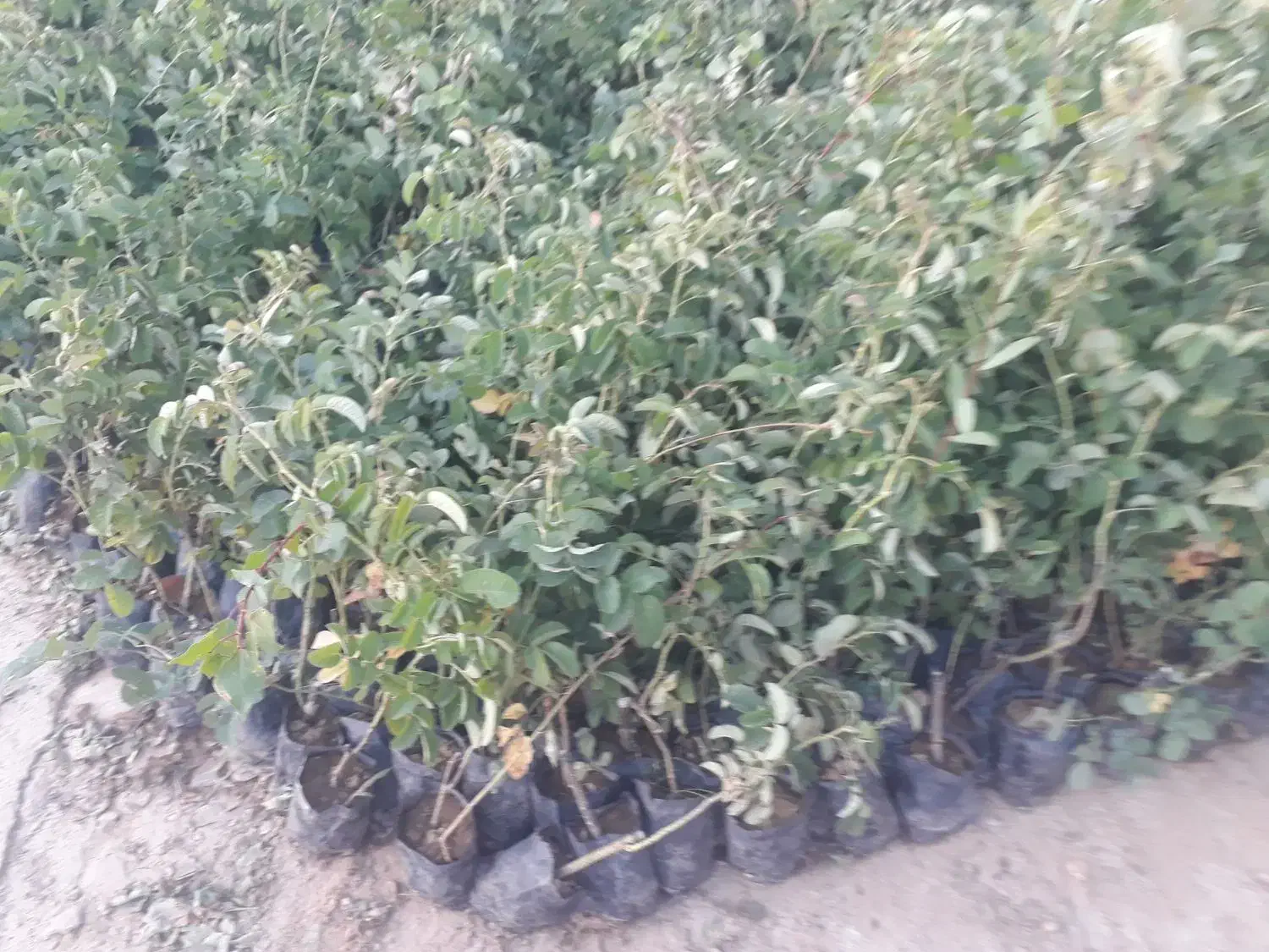 نهال گل محمدی|عمدهفروشی|بجنورد, |دیوار