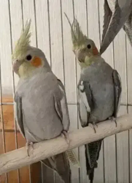 5عدد عروس هلندی سالم و سرحال|پرنده|ری, سیزده آبان|دیوار