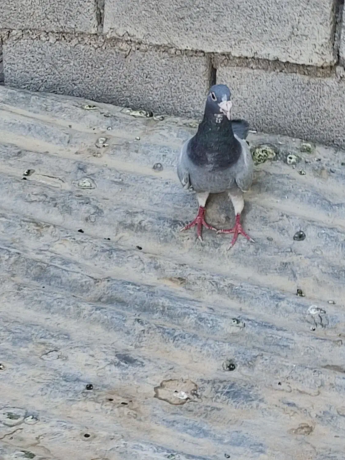 پلاک  مسافتی|پرنده|گتوند, |دیوار