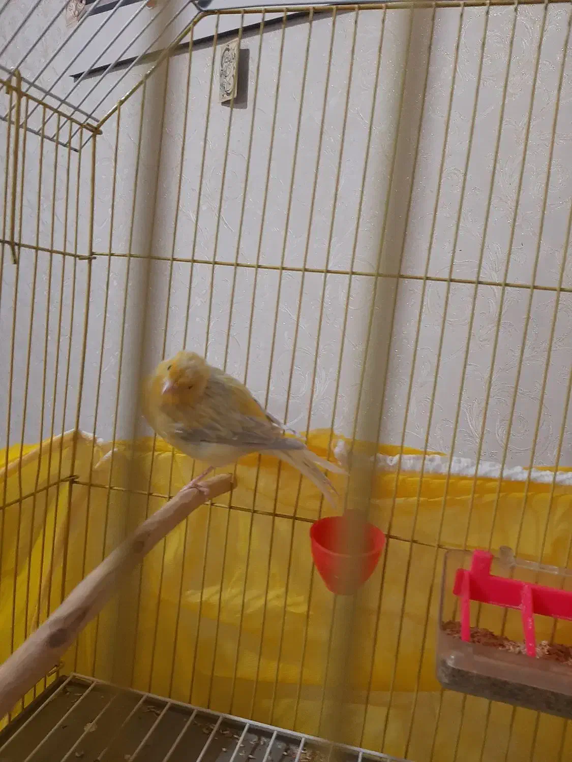 قناری  نر نوچه جوجه امسال به همراه قفس کلبه ای|پرنده|سیرجان, |دیوار