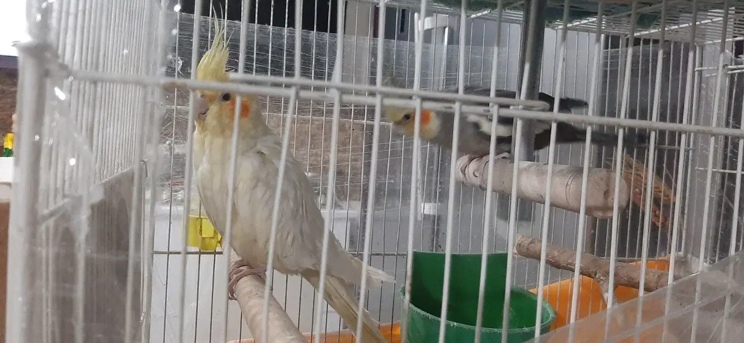 عروس هلندی مولد|پرنده|چناران, |دیوار