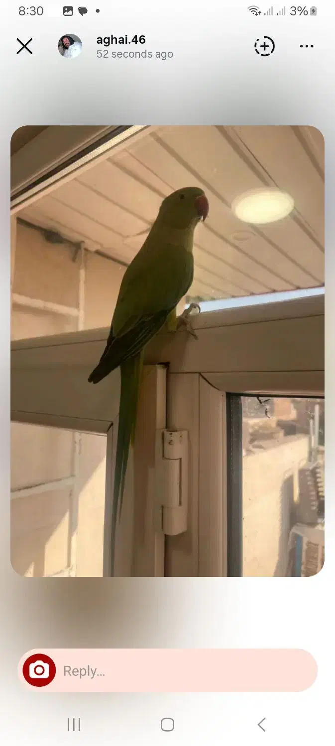 طوطی ملنگوی|پرنده|اسفراین, |دیوار