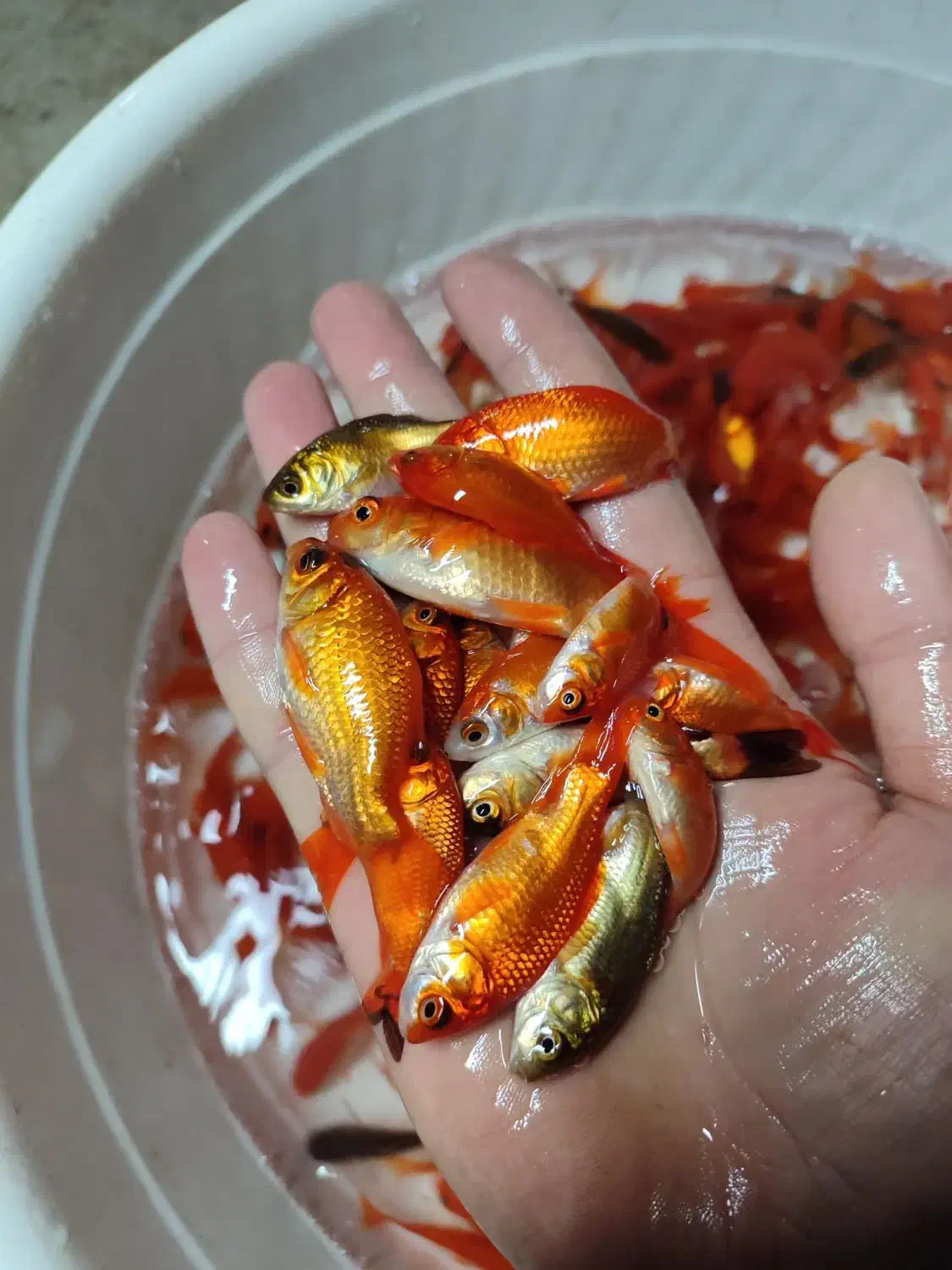 ماهی قرمز عید|ماهی|تبریز, |دیوار