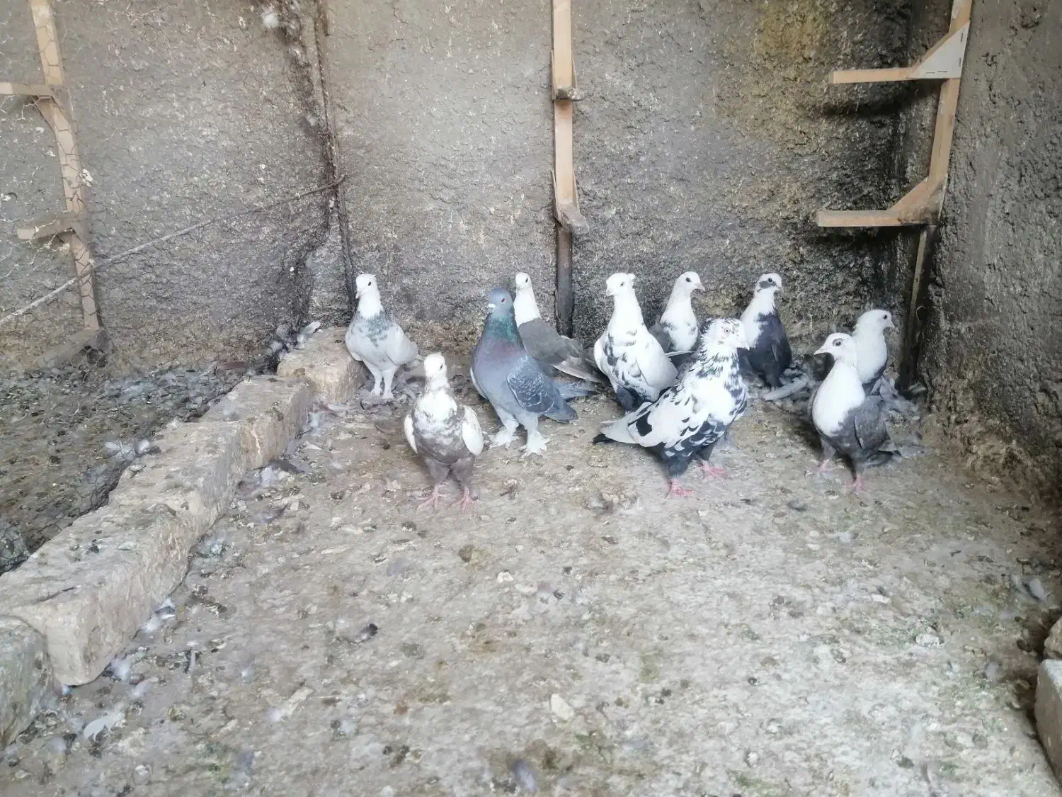 کفتر رنگی|پرنده|شیراز, گویم|دیوار