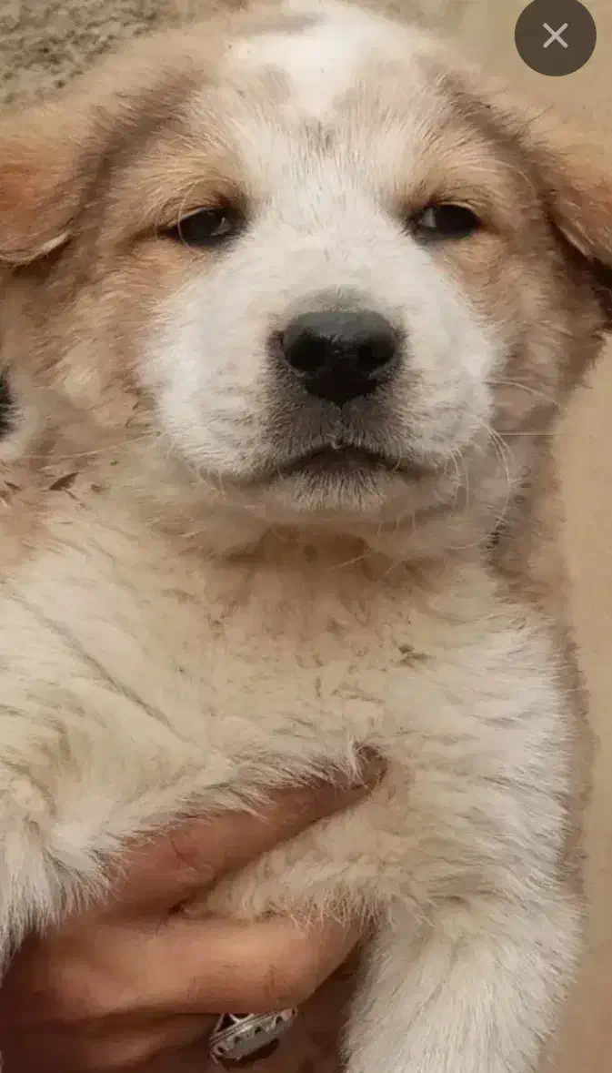 توله عراقی،. پژدر. محمد شهر کرج|سگ|محمدشهر, ولدآباد|دیوار