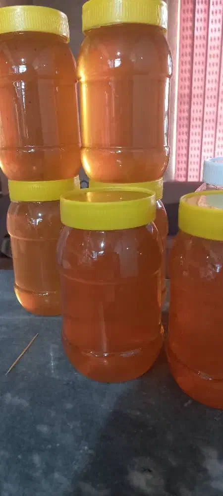 خرمای خاصو لپه محلی  نخود لوبیا چیتی روغن گوسفندی|خوردنی و آشامیدنی|شیراز, گویم|دیوار