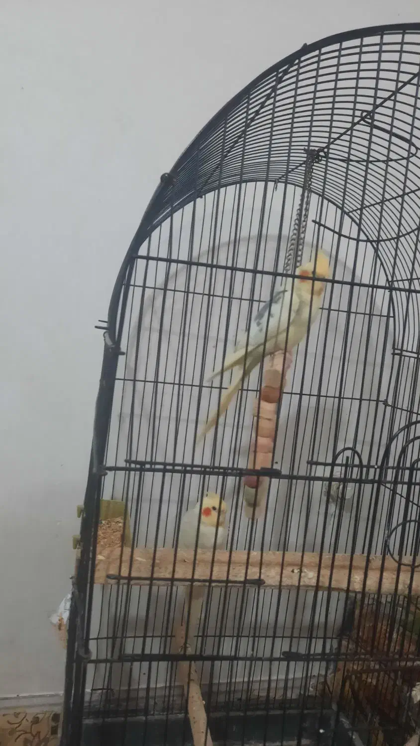 عروس هلندی سخنگو معاوضه باقناری|پرنده|صفادشت, |دیوار