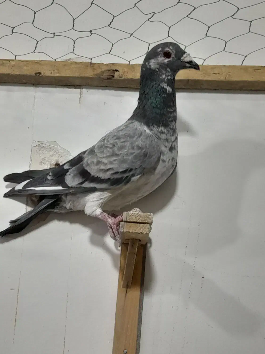 کفتر پرشی کفتر بوم|پرنده|کاشمر, |دیوار