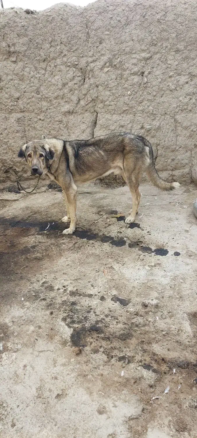 عراقی اصیل|سگ|صوفیان, |دیوار