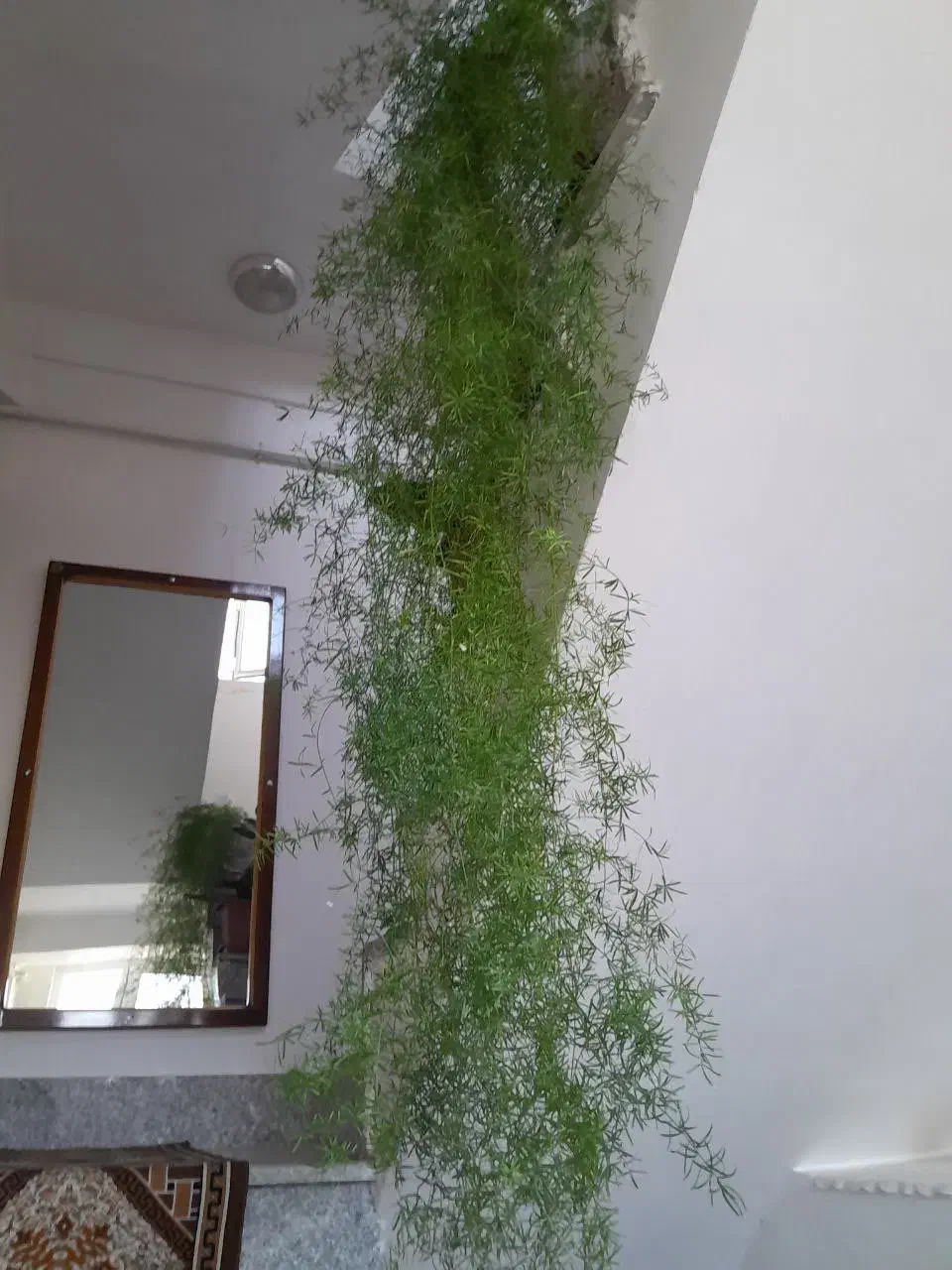 گل شویدی خوشکل|گل و گیاه طبیعی|مرند, |دیوار